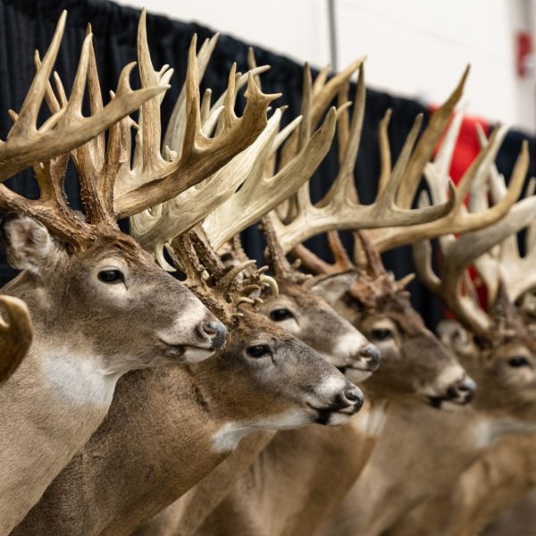 Deer Mounts