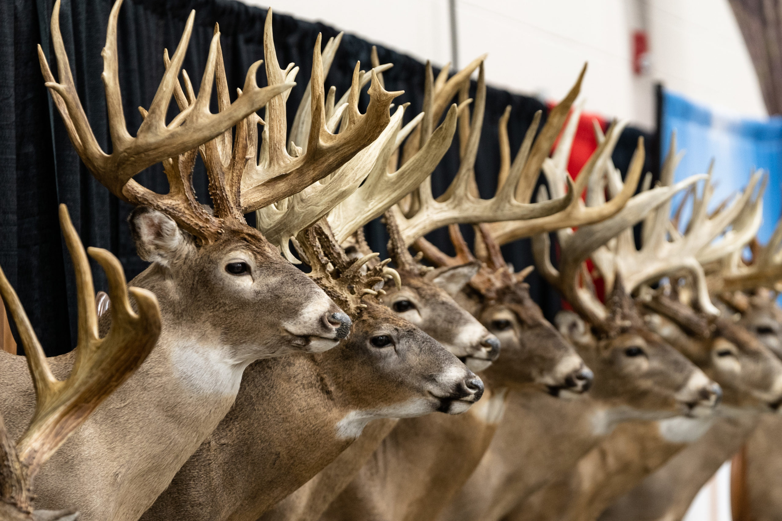 Trophy Contest & World Class Deer Displays