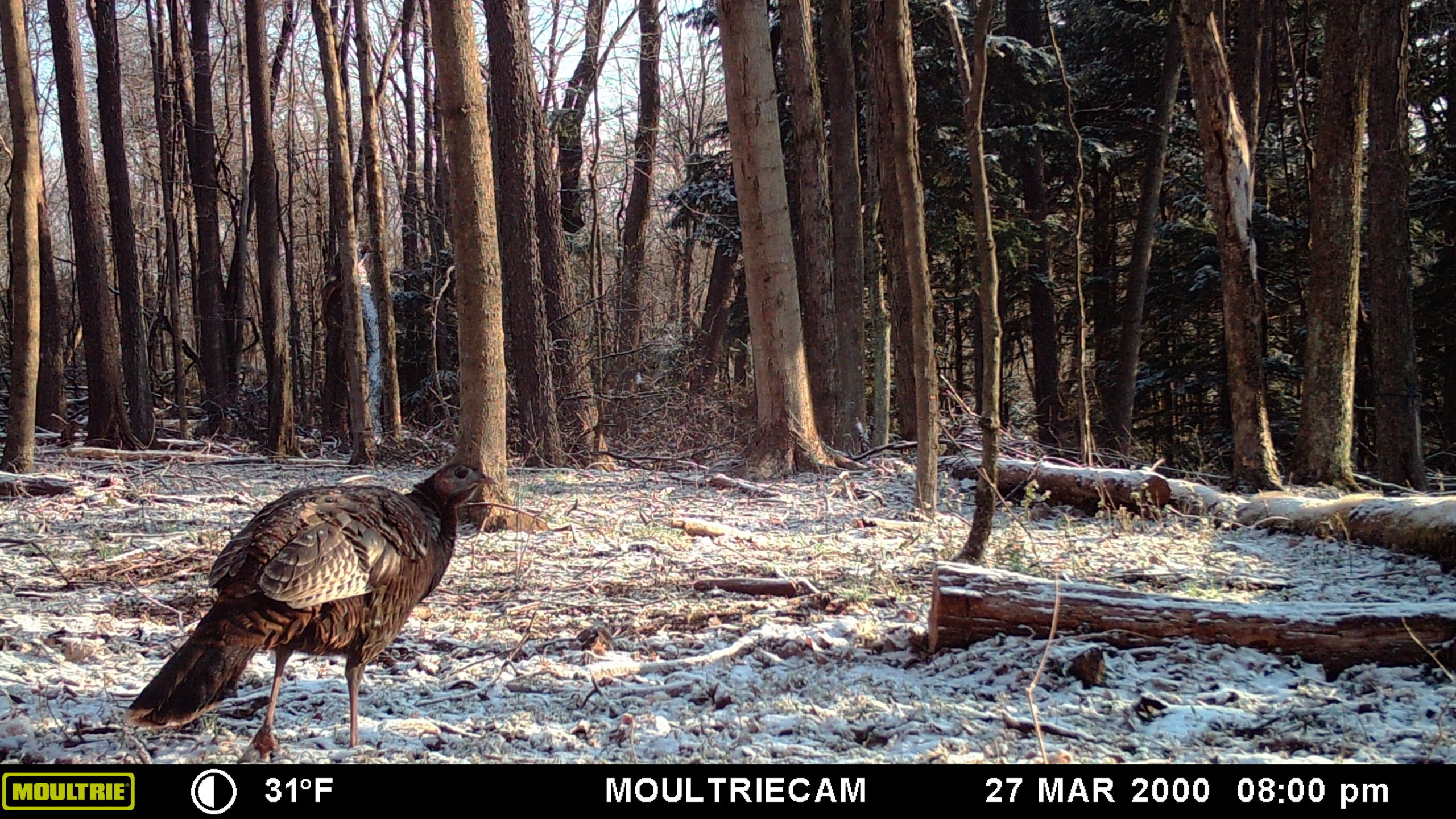 Trail Camera Contest Trail Camera Contest