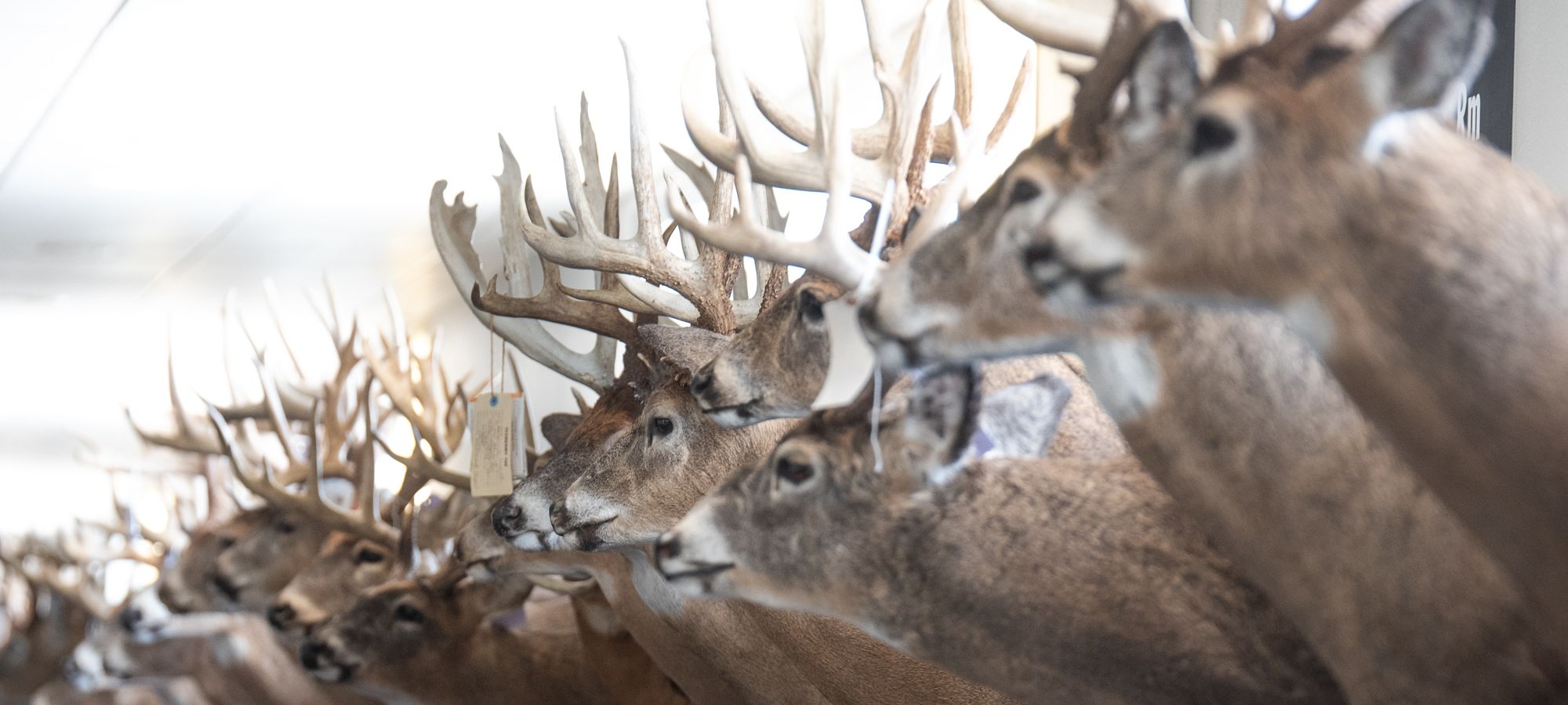 Kansas Deer Scoring