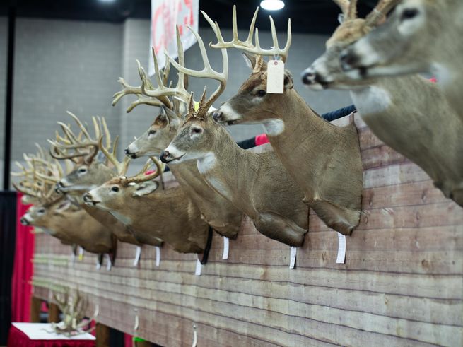 Ohio Trophy Deer Contest & Displays Ohio Trophy Deer Contest & Displays