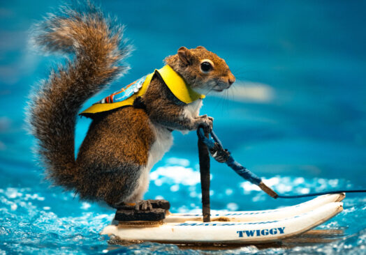 Twiggy the Water-Skiing Squirrel Performs in Ohio