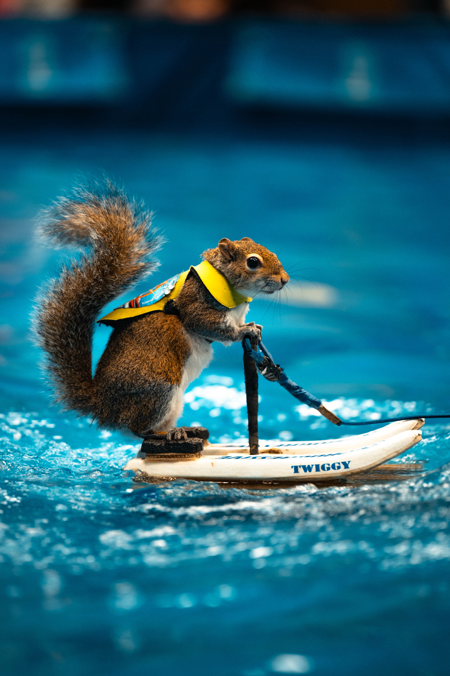 Twiggy the Water-Skiing Squirrel Performs in Ohio